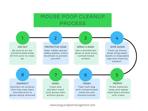 What Does Mouse Poop Look Like? Identifying Mice Poop | EcoGuard