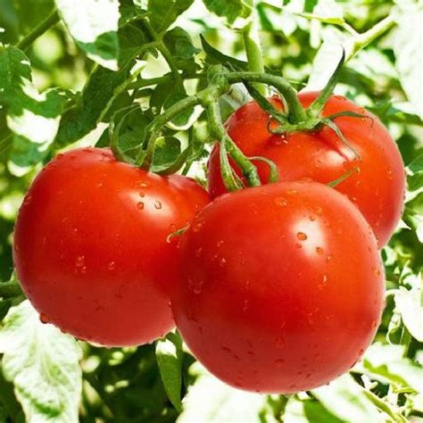 Tomato Seeds - Bonny Best | Vegetable Seeds in Packets & Bulk | Eden ...