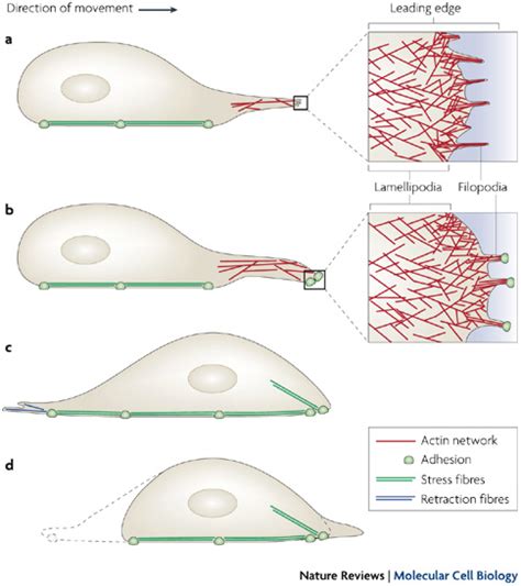 Microtubules, Filaments | Learn Science at Scitable