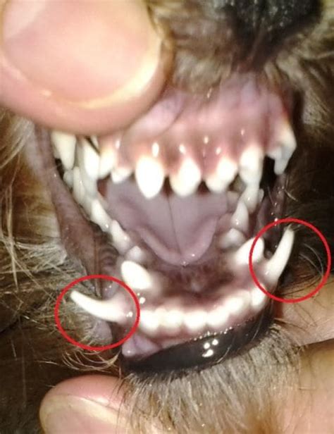 Help, My Puppy's Baby Teeth Won't Fall Out - Dog Discoveries