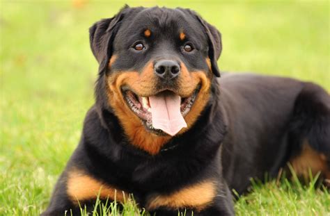 Rottweiler Breed Characteristics - Personality - Health - Temperament