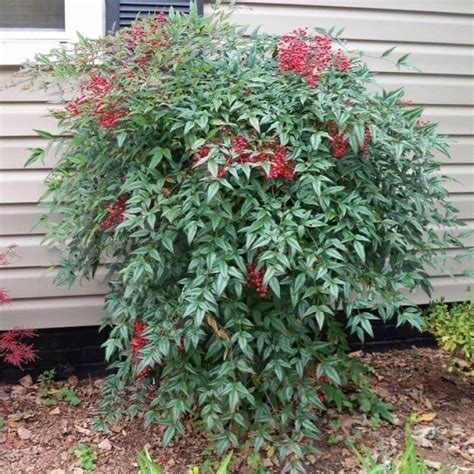 Sacred Bamboo, Nandina domestica - Ideal as a screening plant., Australian online nursery - The ...