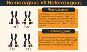 What is the Difference between heterozygous and homozygous individuals? – 24 Hours Of Biology