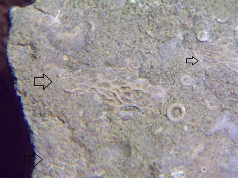 Bryozoan? - Fossil ID - The Fossil Forum