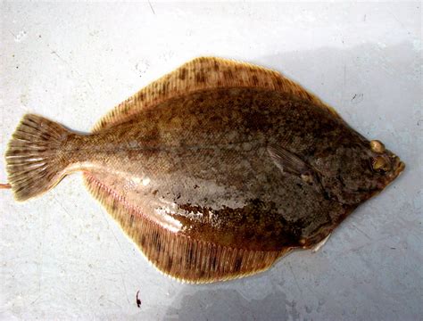 Northern Rock Sole (Lepidopsetta polyxystra) | Fish, Gulf of alaska, Rock