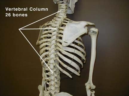 Diagram Photo 1 - The Human Skeleton