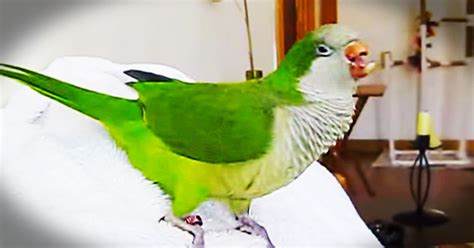 Laughing Rescue Parrot - Animals Video