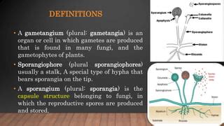 Zygomycota.pptx