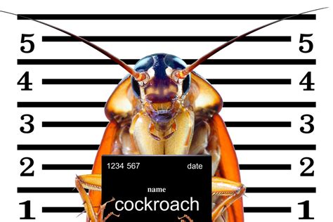 Roaches Control and Prevention Guide | Pest Control Tips