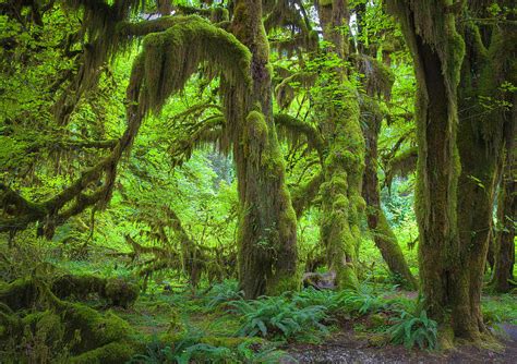 Hoh Rainforest by Ron Crabtree