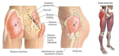 Image result for major muscles of hip joint Hip Muscles Anatomy, Hip Anatomy, Muscle Anatomy ...