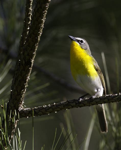 Bill Hubick Photography - Yellow-breasted Chat (Icteria virens)