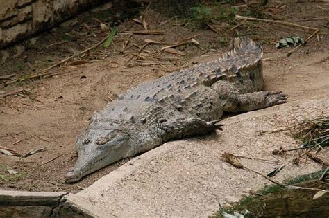 Orinoco Crocodile - Animal of the world Wiki