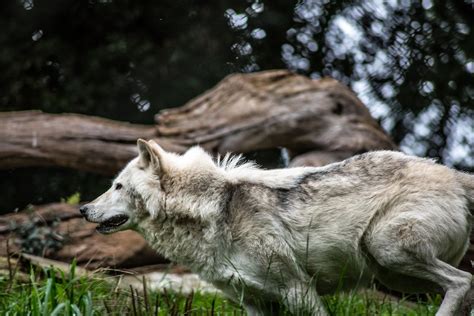 Gray and White Wolf · Free Stock Photo