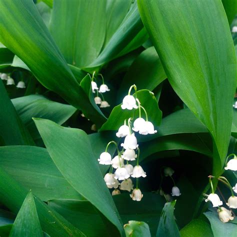 Lily of the Valley | Ground cover, Lily of the valley, Plants