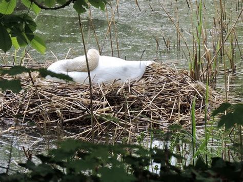 Swan Nest Swan'S - Free photo on Pixabay - Pixabay