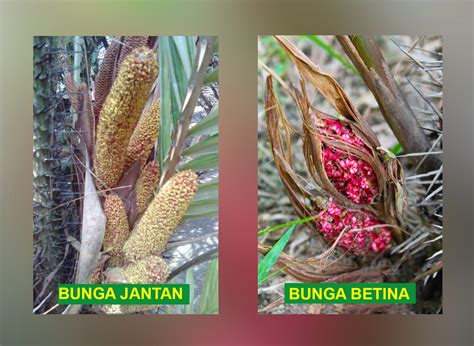 Gambar Bunga Salak – denah