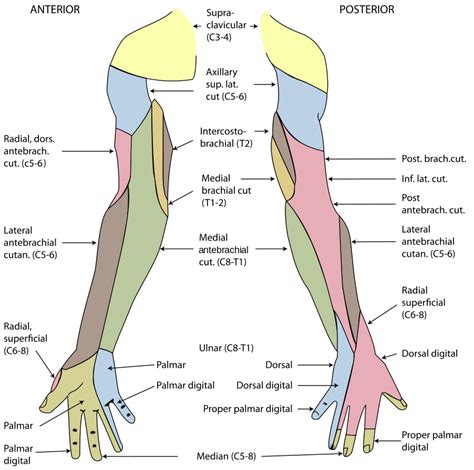 Cutaneous innervation of the upper limbs - Wikipedia