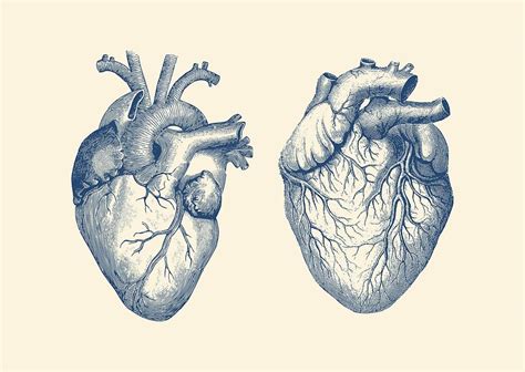 Simple Human Heart - Dual View - Vintage Anatomy Poster Drawing by ...