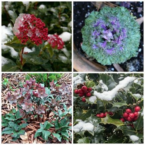 Winter Flowering Plants For Cold Weather Color - The Gardening Cook