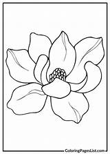Magnolia Coloring Pages 20 Free PDF Printables  List sketch template