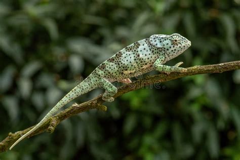 Flap-necked Chameleon - Chamaeleo Dilepis Stock Image - Image of rare, kenya: 236773711