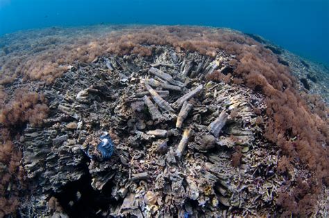 Destroyed Reef | Stop Fish Bombing!