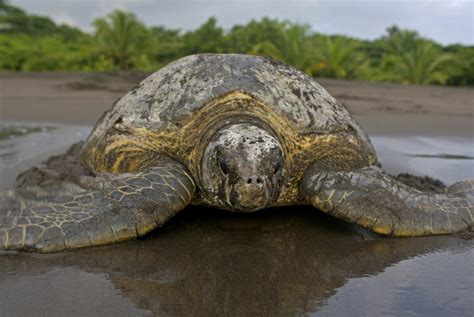 Save the Turtles: Sea Turtle Conservancy in Tortuguero | The Costa Rica ...