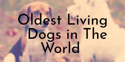 10 Oldest Living Dogs - Oldest.org