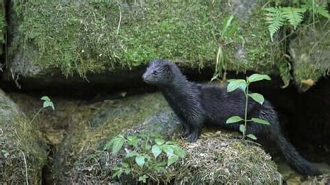 American Mink: Habitat and Characteristics - My Animals