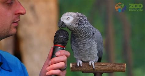 Einstein The African Grey Parrot turns 30, Shows Her Amazing ...