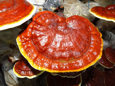 Reishi Mushroom - 4 Benefits of the Elixir of Immortality - Curious ...