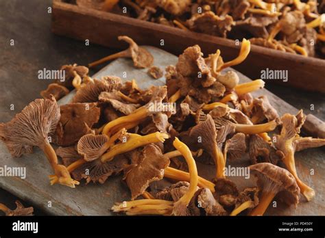 Chanterelle varieties hi-res stock photography and images - Alamy