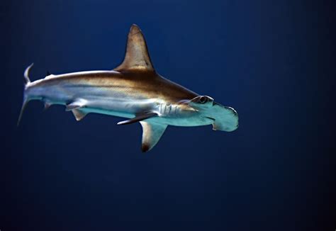 Hammerhead Shark Identification Quiz