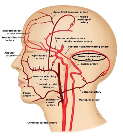 Posterior Cerebral Artery (PCA) - Stepwards