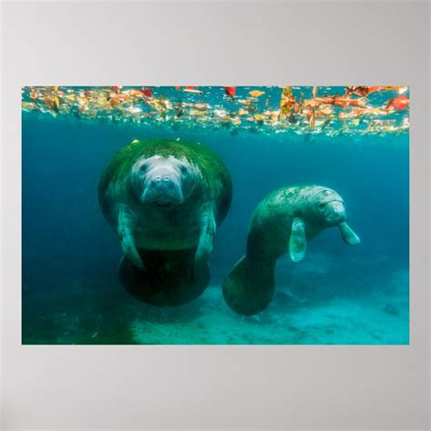 Mother manatee with her calf in Crystal River Poster | Zazzle