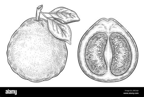 Pomelo grapefruit, mandarin citrus juicy fruit botanical outline sketch. Exotic pummelo pear ...