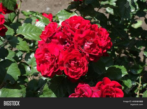 Cardinal Red Flowers Image & Photo (Free Trial) | Bigstock