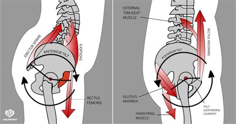 Pelvic Tilt Anatomy - Human Anatomy