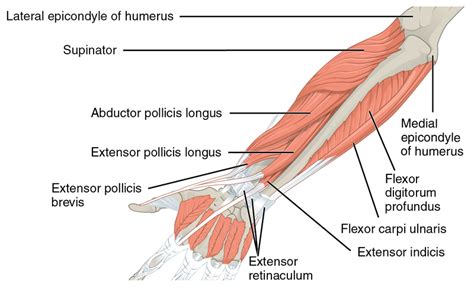 Sweater Finger Sign - Physiopedia