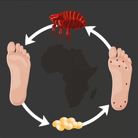 Sand Flea Bites on Humans – Pictures, Treatment and Prevention