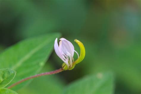 Premium Photo | Beautiful wild flower in forest