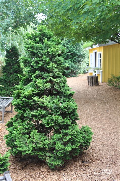 Dwarf Hinoki Cypress: A Compact Evergreen for Year-round Beauty