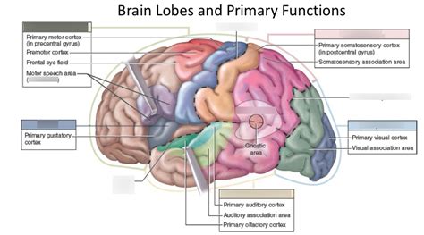 Cerebral Cortex Lobes And Functions