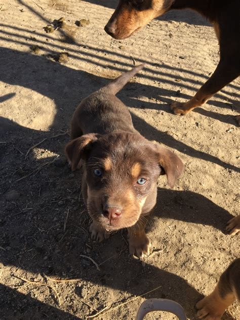 Red Kelpie Puppies