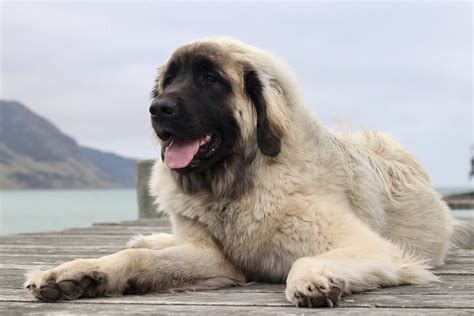 Leonberger: One of the Largest Dogs in the World - PetHelpful