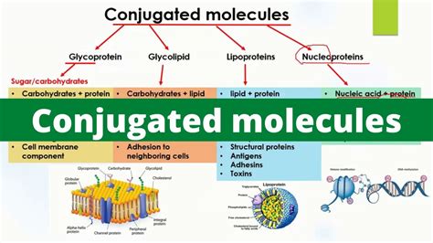 Glycolipids In Cell Membrane