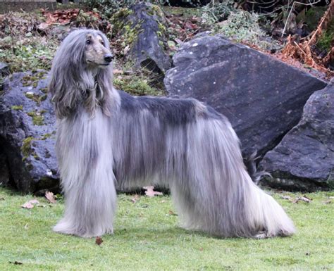 Afghan Hound - Pictures, Puppies, Facts, Behavior, Life Cycles | Animals Adda