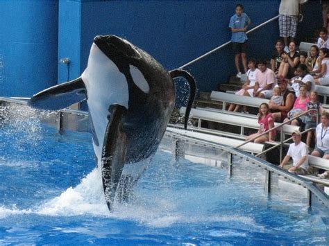 SeaWorld still has a lot of problems — even without the whales | Killer ...