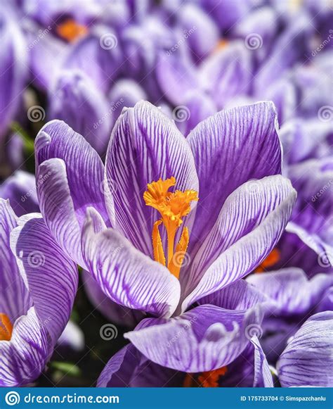 Purple and White Striped Crocus with Yellow Center Stock Photo - Image ...